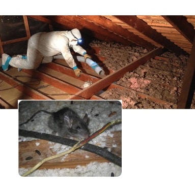 attic cleaning services